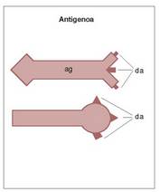 1. Irudia: Antigenoak. ag) antigenoa, da) deteterminatzaile antigeniko edo epitopoa.<br><br>